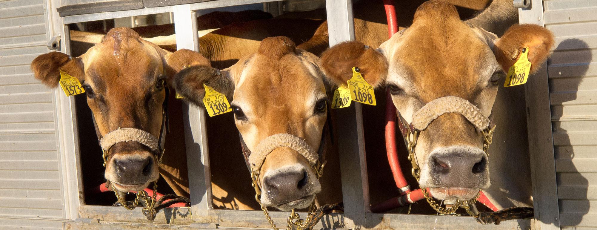Early Veterinary Student Bovine Externship Program