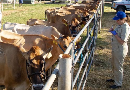 State Fair Livestock